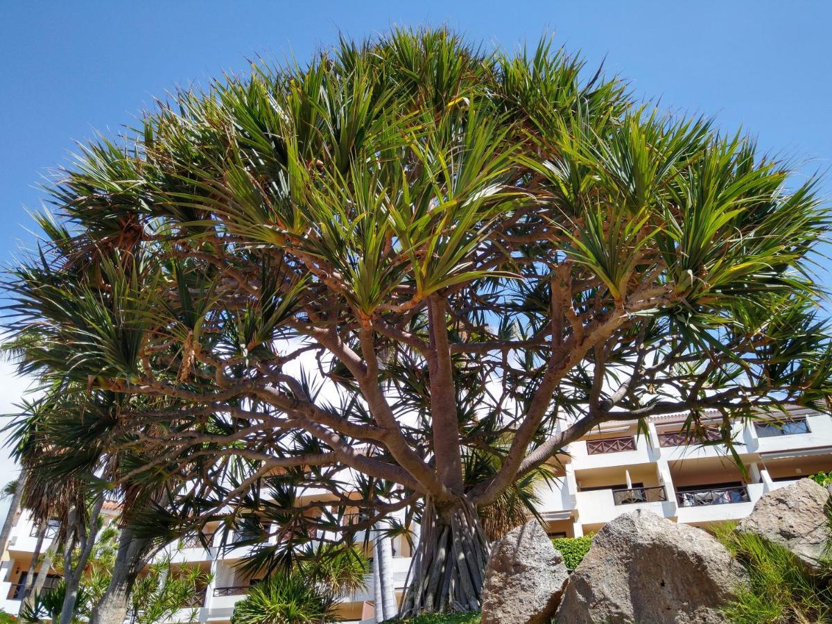 סן מיגל דה אבונה Forest Flat - Big Heated Pool, Terrace, Tv Channels, Golf Courses מראה חיצוני תמונה